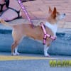 pink_loerie_mardi_gras_2018_parade_049
