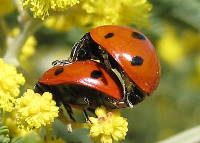 are_gay_insects_just_confused