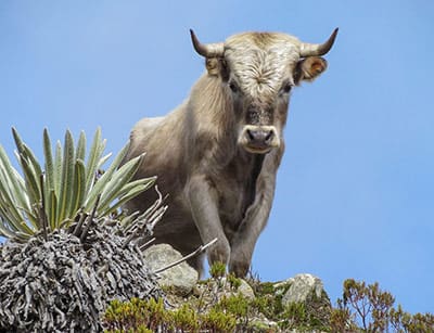A Charolais bull