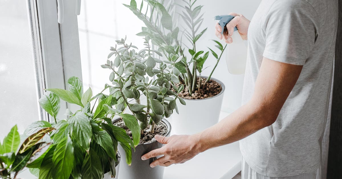 A few essential winter indoor gardening tips